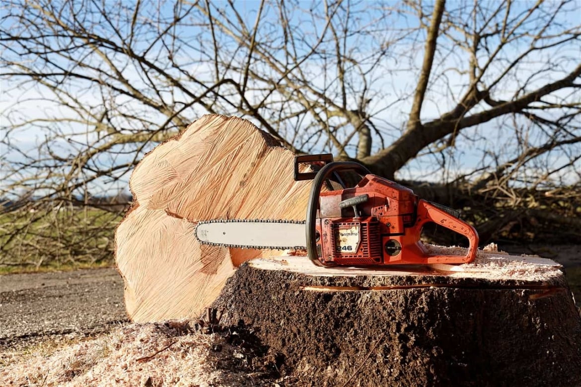 Kingdom Timber Logging & Forestry LLC - Arbre