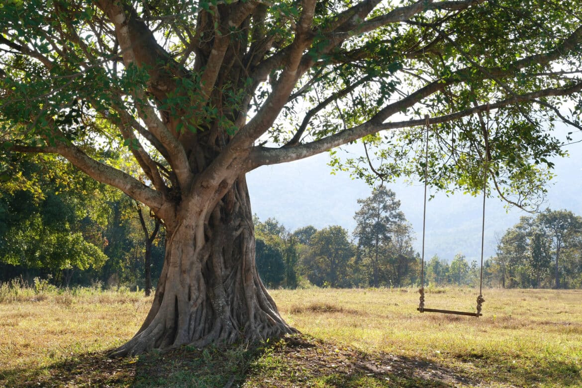 Balançoire d'arbre
