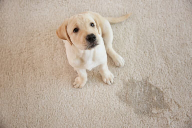 tache chien tapis