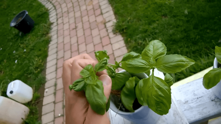 basilic illimité