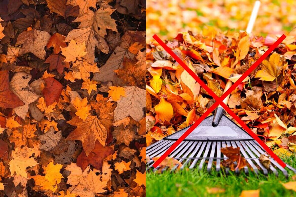 ramassage feuilles